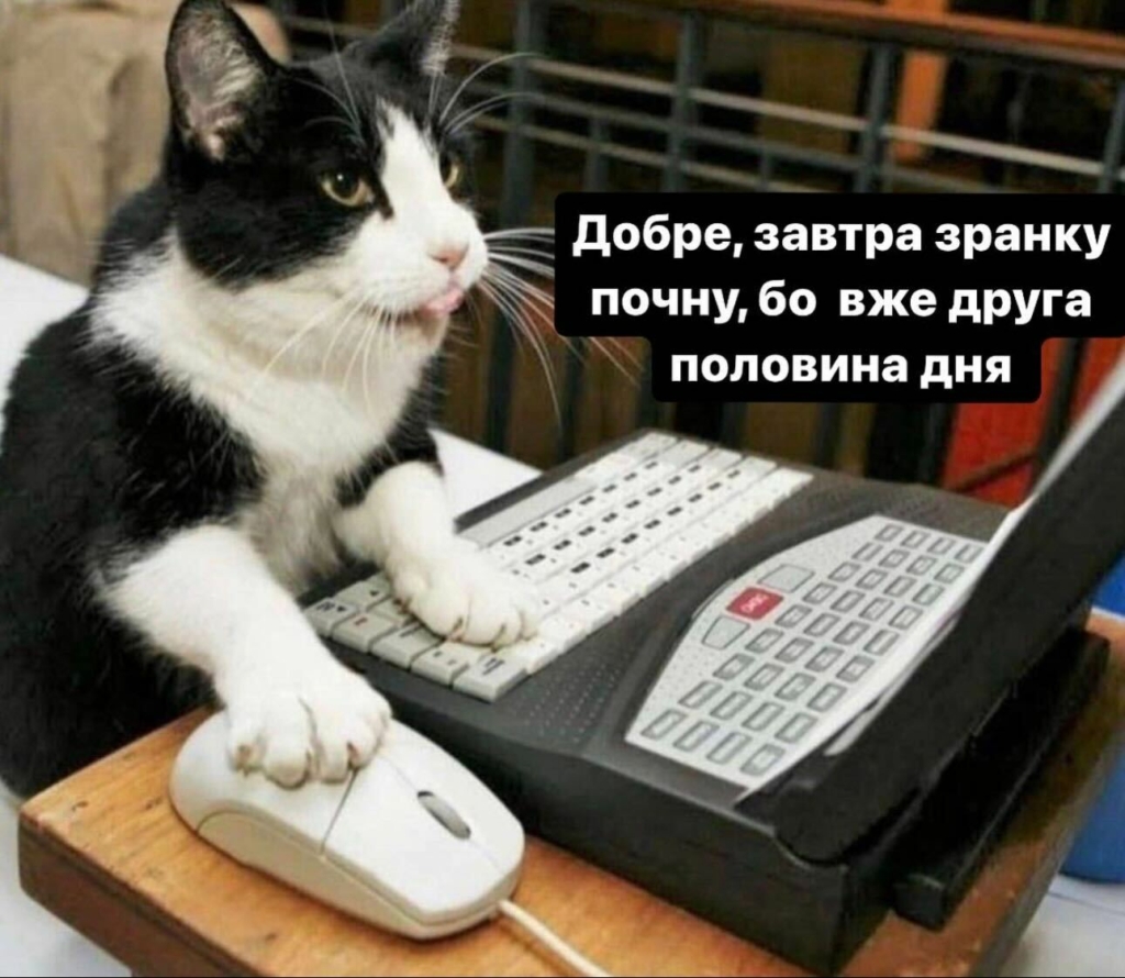 меми про котиків на роботі